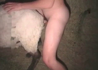 Sheep explored by my hard boner