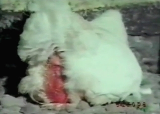 Cock fucked in the zoo porn
