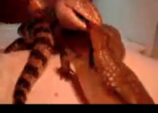 Two crocodiles are having sex