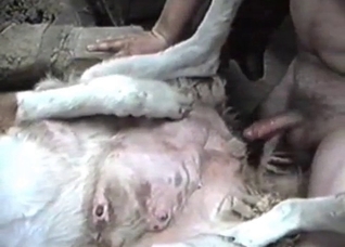 White animal screwed deep and hard