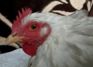 Small cock gets into animality