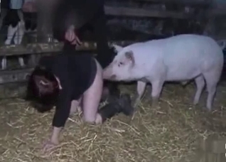 Pig smells and fucks in the barn