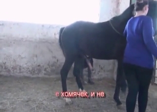 Stallion sex compilation video