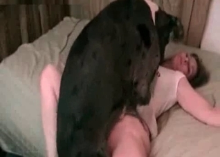 Dog fucks in the missionary pose