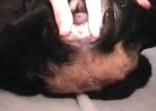 Black animal licks a hard pole