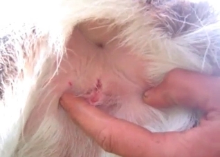 Fingering a juicy animal anus